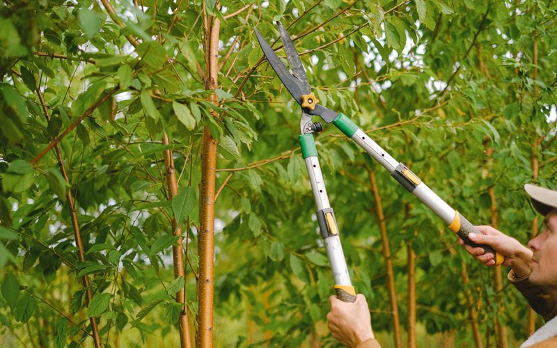 Tree trimming in Central Valley, NY