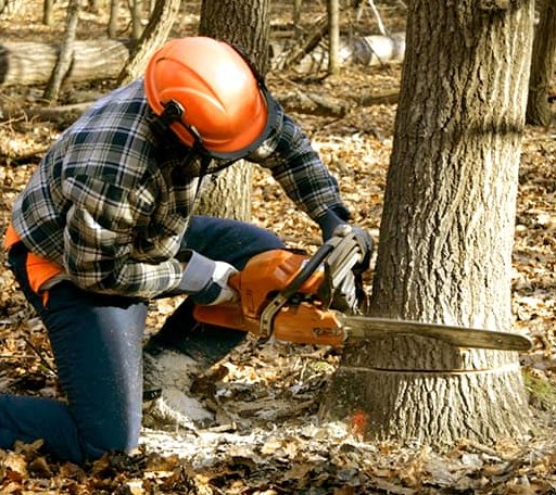 Tree Removal in Central Valley, NY